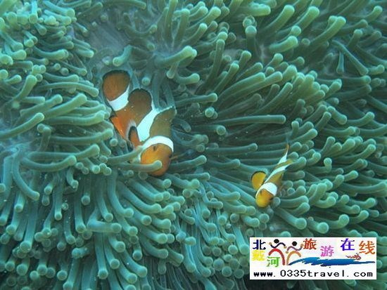 北戴河碧螺塔行者潛水俱樂部