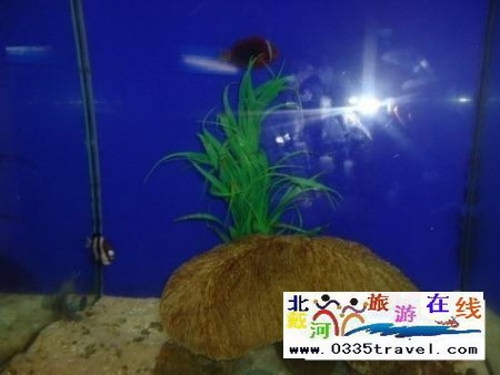 秦皇島新澳海底世界