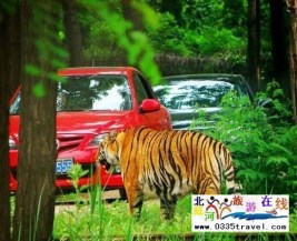 [秦皇島] 秦皇島野生動(dòng)物園景點(diǎn)門票優(yōu)惠88元起團(tuán)，一人也成團(tuán)，團(tuán)隊(duì)更優(yōu)惠，咨詢電話0335-3522599: