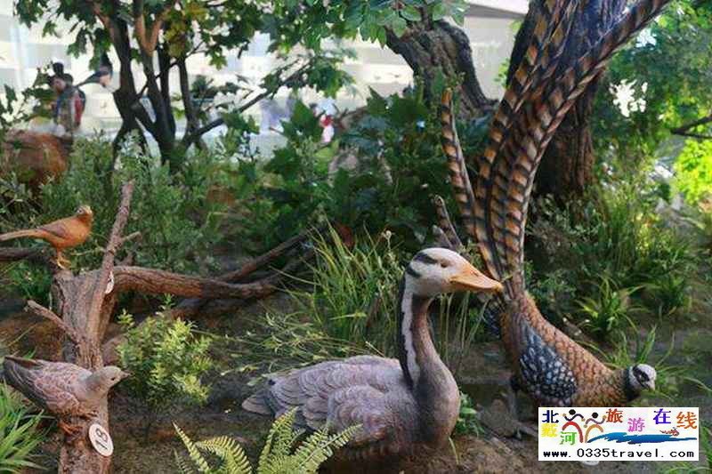 秦皇島北戴河鳥類博物館